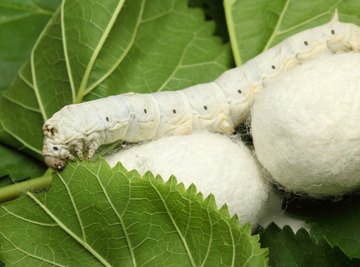 What material does discount the mulberry silkworm produce