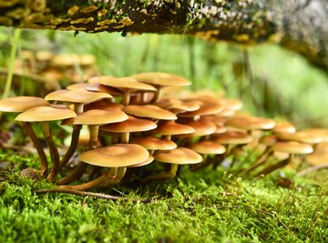Mushroom Hunting in Georgia