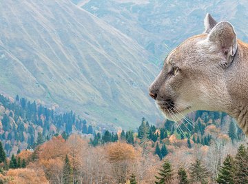 What Are Cougars' Enemies?