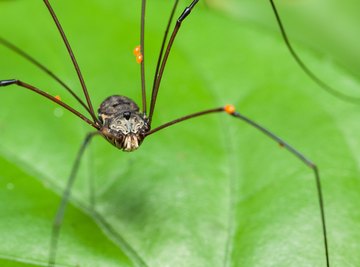 Common Spiders in Massachusetts