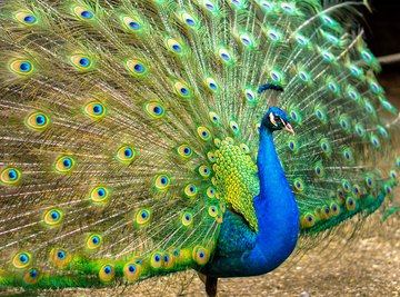Peacocks of Florida | Sciencing