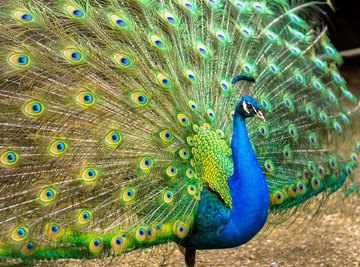 Inspired by Peacock Feathers - National Solutions