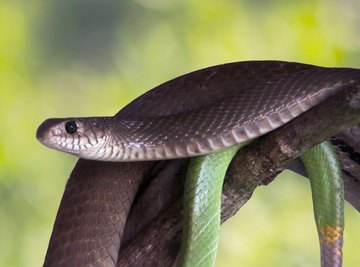 newborn black snake