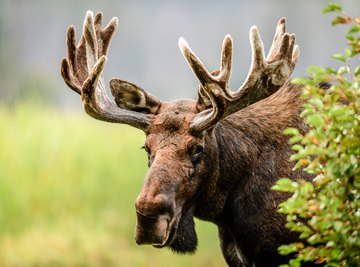 What Are Moose Adaptations?