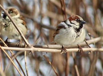 how do small birds find food