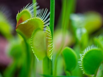 The Venus Flytrap, a Plant That Can Count - The New York Times