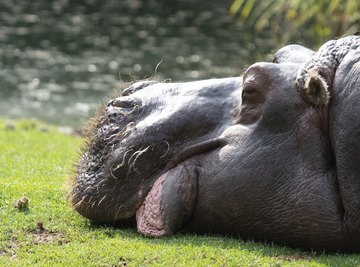 Facts About Hippos