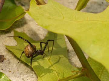 How to Identify Brown Spiders
