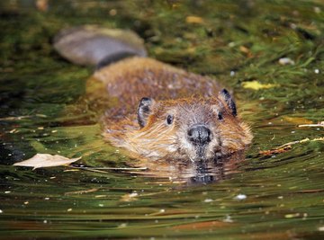 What Adaptations Do Beavers Have to Survive