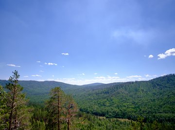 Insects in Temperate Deciduous Forests