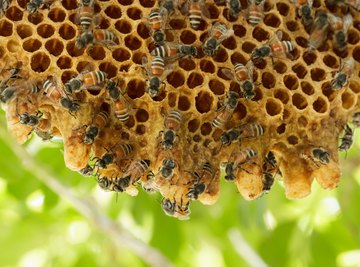 What Bees Make Nests in Trees