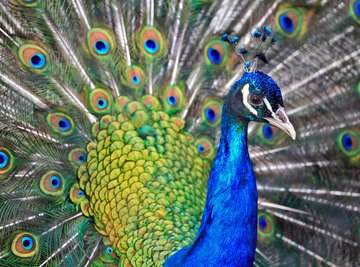 A peacock's showy tail feathers distinguish it from a peahen.