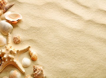 Seashell Characteristics