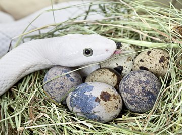 How to Identify Snake Eggs