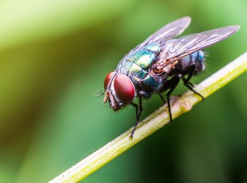 The Differences Between Animals & Insects