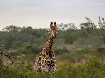 giraffe eyes