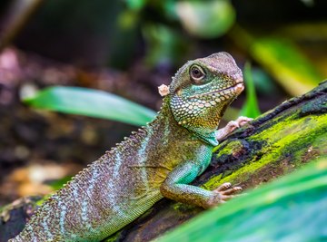 What Is the Difference Between a Newt & a Lizard?