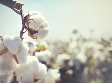 Difference Between Combed Cotton & Cotton