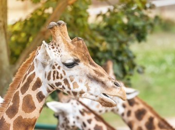 The Characteristics of a Giraffe & How it Helps it Survive