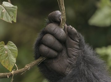 Human Vs. Primate Hands