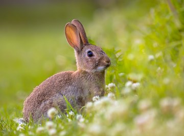 Nesting Habits of Wild Rabbits