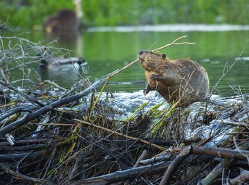 Sleeping Habits of Beavers