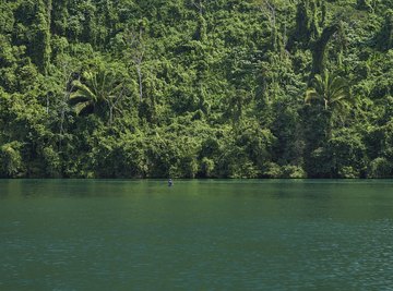 Symbiotic Relationships in the Rain Forest