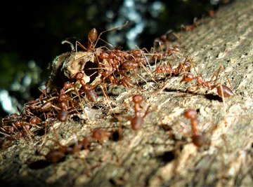 What Causes Swarming Ants?