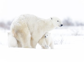 How Do Plants & Animals Survive in the Arctic Tundra