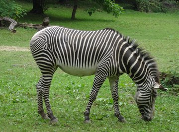 Relatives of the Zebra