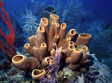 Types of Sea Sponges