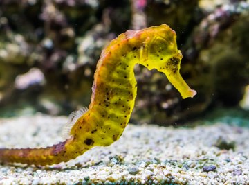 What Eats Seahorses?