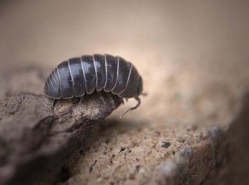 Roly-Poly Bug Facts