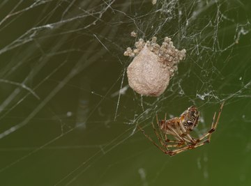 How Many Eggs Can a House Spider Lay