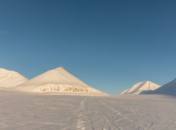 What Are Some Producers in the Tundra?