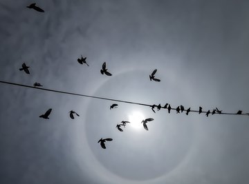 Why Don't Birds Get Electrocuted on Electric Wires?