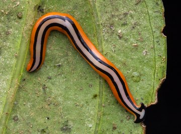 Planaria Life Cycle