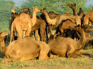 Middle Eastern Desert Animals