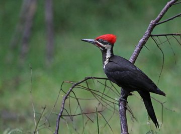 10 Most Popular Birds in Michigan