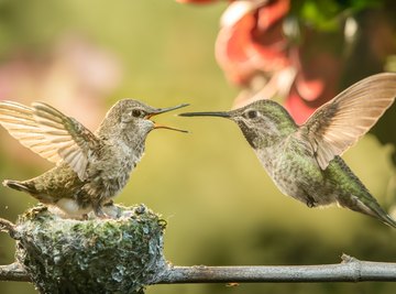 How to Make a Hummingbird Nest