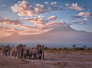 What Kind of Habitat Do Elephants Live in? | Sciencing