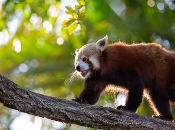 What Are the Red Panda's Adaptations?
