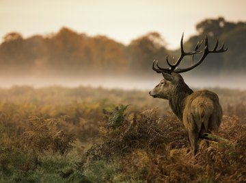 What Kind of Vegetables Do Deer Eat