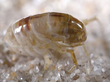 What Color Are Sand Fleas?