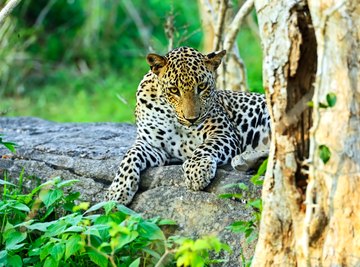 Leopards have become endangered due to deforestation.