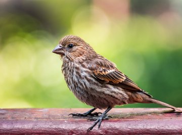 List of California Wild Finches