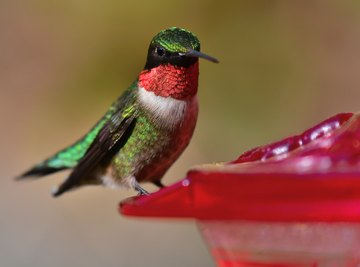 Hummingbirds That Are Common in the State of Ohio