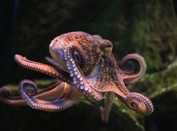 How Does an Octopus Breathe