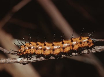 Different Species of Caterpillars