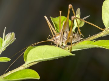 What Are Spider Crickets?